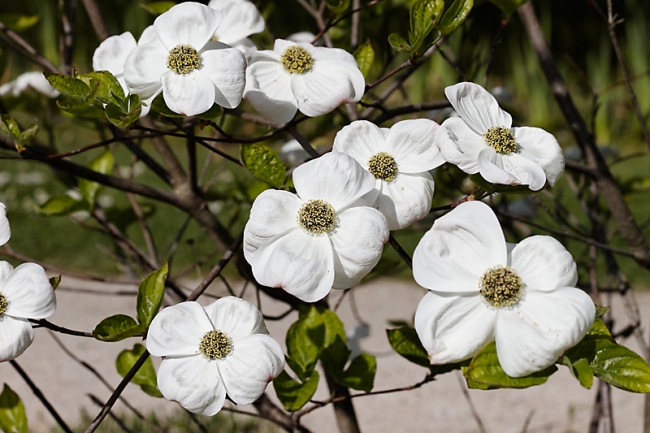 Jardin des Impressionnistes-044